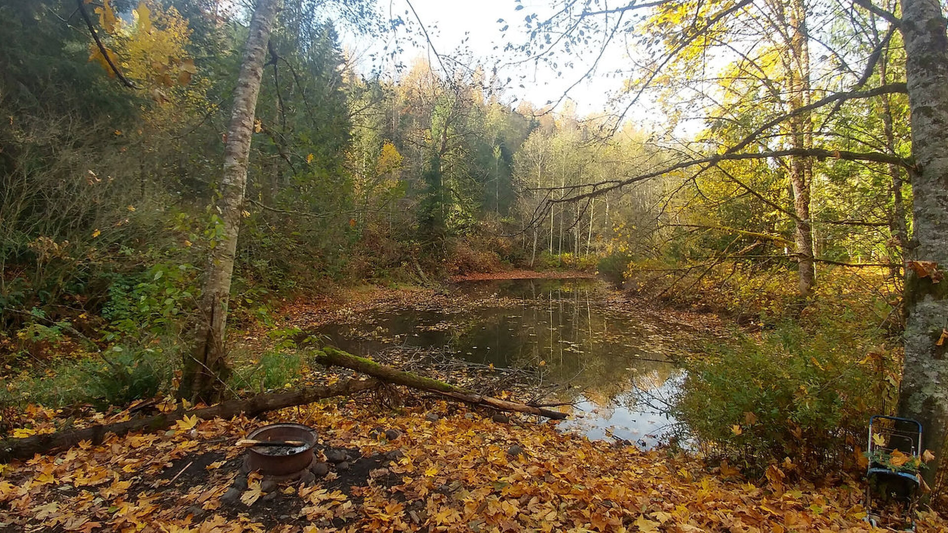 Fall colors