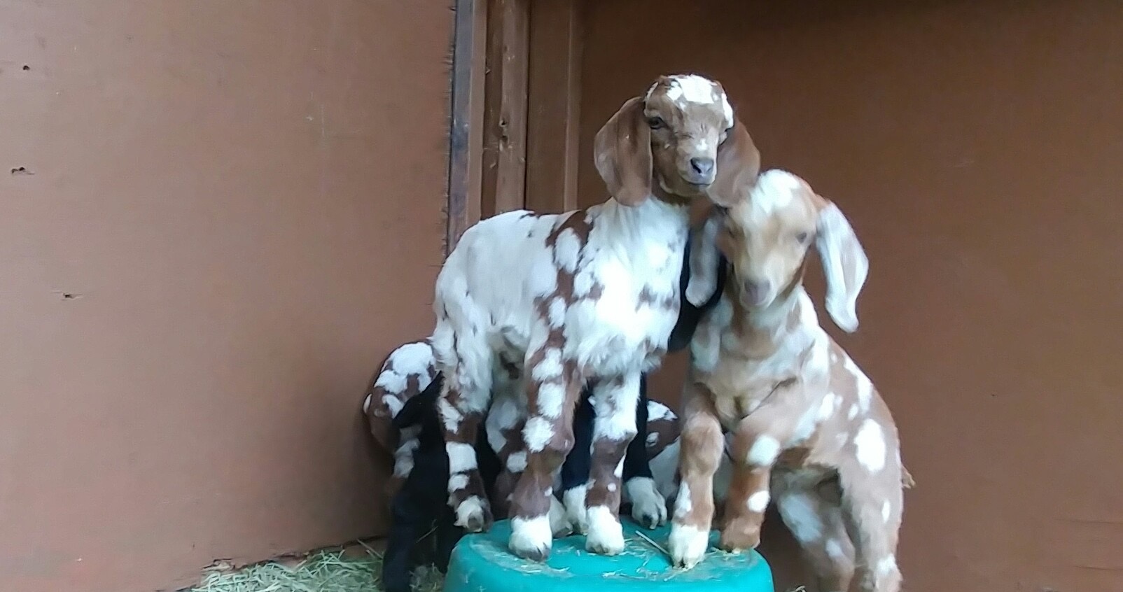 Elvis baby goats