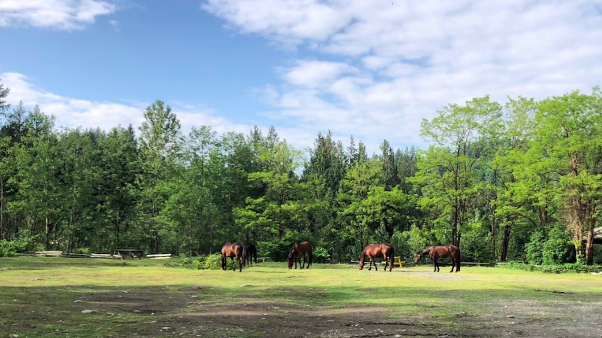 Horses in the picnic area