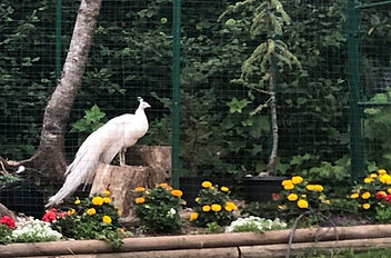Birds & Chickens